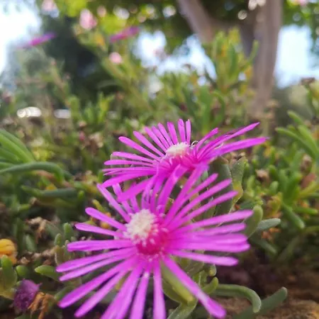 Marijeta